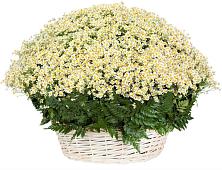 Цветочная композиция из Ромашки в корзине #REPLACE_PRED# Никольске